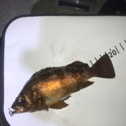 終盤戦メバリング