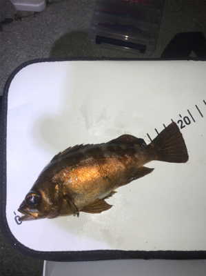 終盤戦メバリング