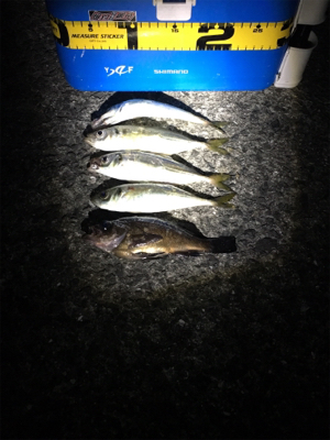 小サバ狙いが！