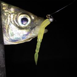 アジからキスのリレー釣行