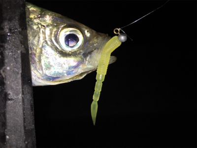 アジからキスのリレー釣行