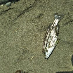 ジギング不発のキッシング