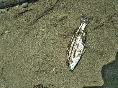 ジギング不発のキッシング