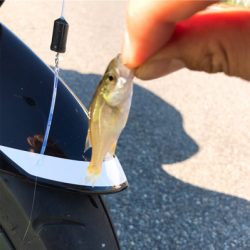 神戸東側ではまだ早い？！