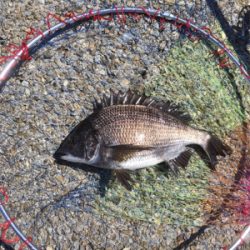 カタクチの群れシーバスのボイル！