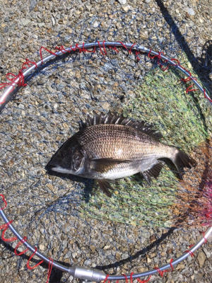 カタクチの群れシーバスのボイル！