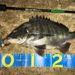 淀川ブリームゲーム マチヌの回遊