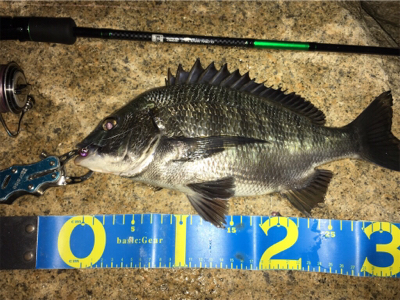 淀川ブリームゲーム マチヌの回遊