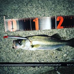 久しぶりの60アップ