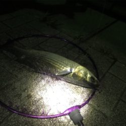 良型ガシラ入れ食い