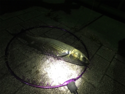 良型ガシラ入れ食い