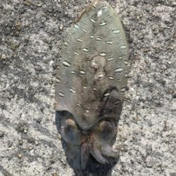 わいわいエギング