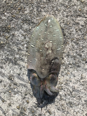 わいわいエギング