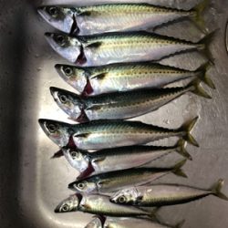 フカセ釣り サバとグレ