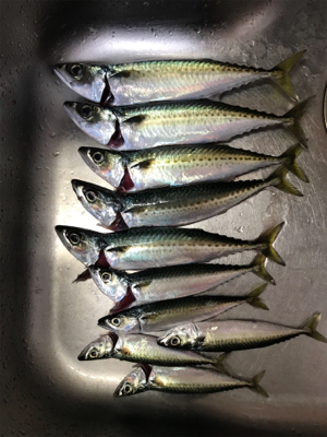 フカセ釣り サバとグレ