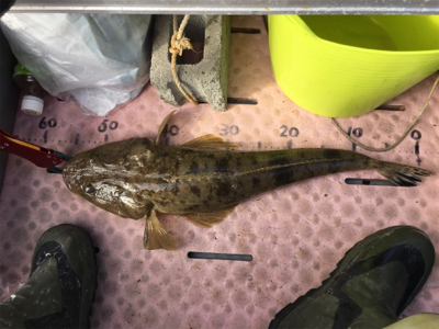 マイボートでタイラバ