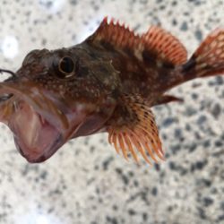 夜はライトゲーム