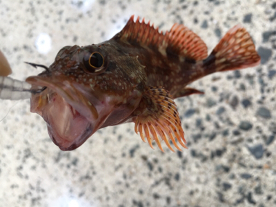 夜はライトゲーム