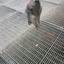 ジグサビキ恐るべし！