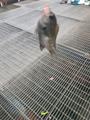 ジグサビキ恐るべし！