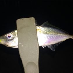 ナイトアジング