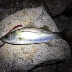 武庫川遠征〜淀川ブリームゲーム〜