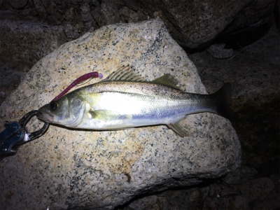 武庫川遠征〜淀川ブリームゲーム〜