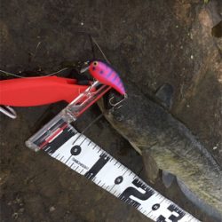 デイナマズゲーム