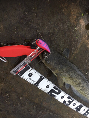 デイナマズゲーム