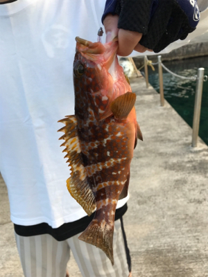 エギングのつもりが…。