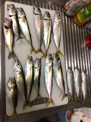 サビキ釣りで大漁