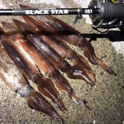 ライトゲームのちイカ