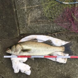 今日は高活性！