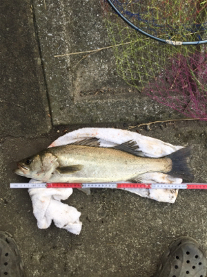 今日は高活性！