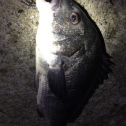 キビレ×シーバス×マチヌ