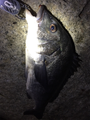 キビレ×シーバス×マチヌ