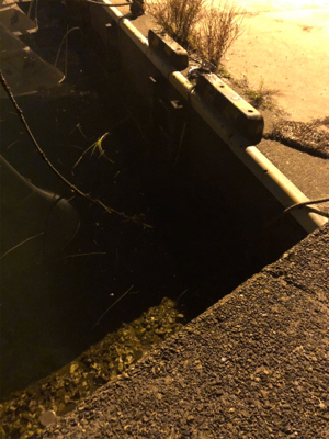 メバル釣れました