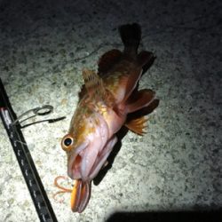 根ざかな狙いで