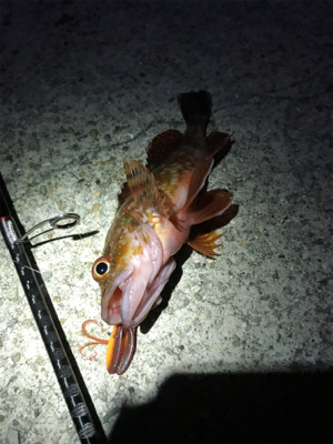 根ざかな狙いで