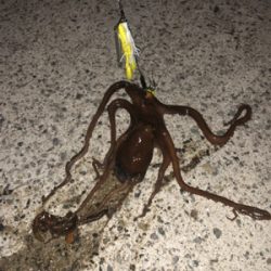 オクトパッシング