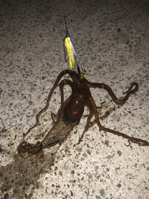 オクトパッシング