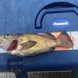 アジは無くとも20cm超え