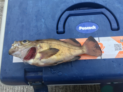 アジは無くとも20cm超え