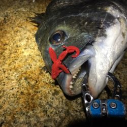 淀川ブリームゲーム キビレはどこへ？