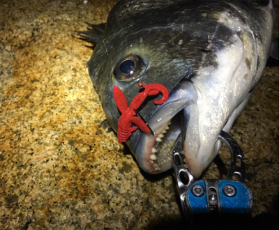 淀川ブリームゲーム キビレはどこへ？