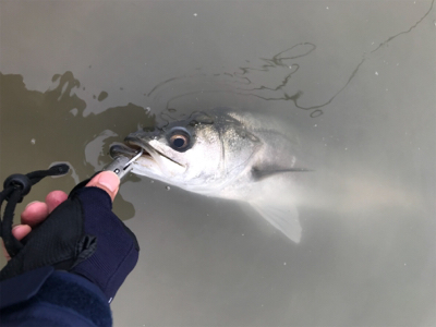 雨後増水ウェーディング