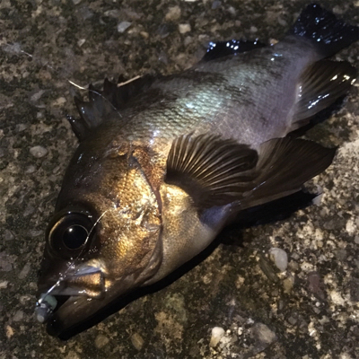 ラストメバリング