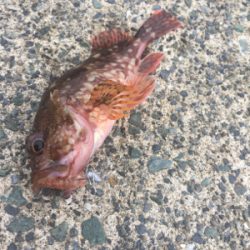 同じやつばっかり