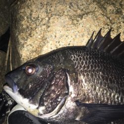 チヌ祭り‼️ 年無しゲット❗️