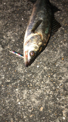 まだまだバチ抜け